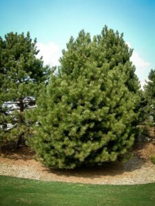 Сосна Чёрная (Pinus Nigra) купить по цене от 270.00р. в интернет-магазине «Посадика» с доставкой почтой в в Вереяе и по всей России – [изображение №1].