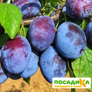 Слива Чачакская ранняя купить по цене от 229.00р. в интернет-магазине «Посадика» с доставкой почтой в в Вереяе и по всей России – [изображение №1].