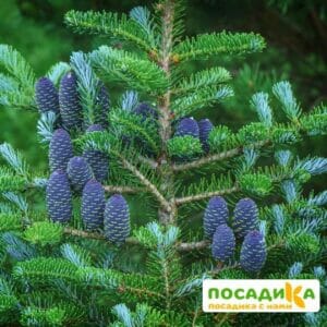 Пихта корейская (Abies koreana) купить по цене от 450.00р. в интернет-магазине «Посадика» с доставкой почтой в в Вереяе и по всей России – [изображение №1].