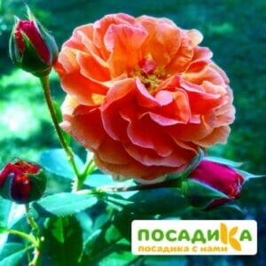 Роза Арабия купить по цене от 350.00р. в интернет-магазине «Посадика» с доставкой почтой в в Вереяе и по всей России – [изображение №1].