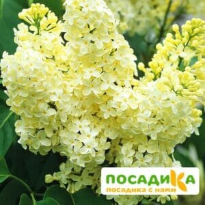 Сирень Примроуз (Primrose) купить по цене от 529.00р. в интернет-магазине «Посадика» с доставкой почтой в в Вереяе и по всей России – [изображение №1].