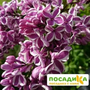 Сирень Сенсация купить по цене от 529.00р. в интернет-магазине «Посадика» с доставкой почтой в в Вереяе и по всей России – [изображение №1].