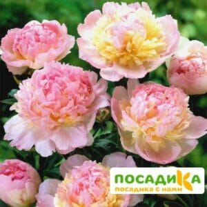 Пион Распберри Сандей (Paeonia Raspberry Sundae) купить по цене от 959р. в интернет-магазине «Посадика» с доставкой почтой в в Вереяе и по всей России – [изображение №1].