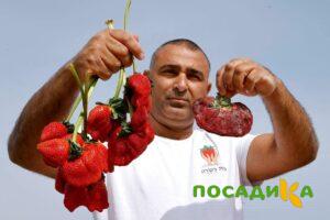 Клубника Гигант Джорнея купить по цене от 266р. в интернет-магазине «Посадика» с доставкой почтой в в Вереяе и по всей России – [изображение №1].