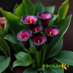 Калла Аура Лейс купить по цене от 400р. в интернет-магазине «Посадика» с доставкой почтой в в Вереяе и по всей России – [изображение №1].