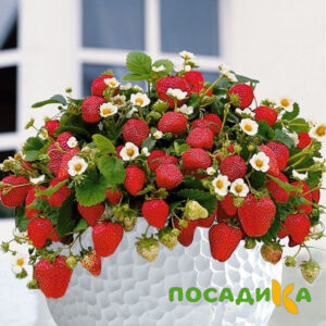 Клубника Рубиновый Шепот (горшечная) купить по цене от 240р. в интернет-магазине «Посадика» с доставкой почтой в в Вереяе и по всей России – [изображение №1].