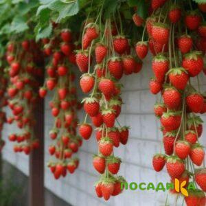 Клубника вьющаяся Комплимент купить по цене от 470р. в интернет-магазине «Посадика» с доставкой почтой в в Вереяе и по всей России – [изображение №1].