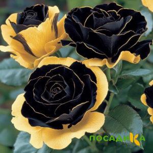 Роза Ханни Сикл купить по цене от 700р. в интернет-магазине «Посадика» с доставкой почтой в в Вереяе и по всей России – [изображение №1].