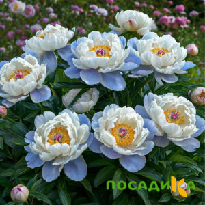 Пион акварельный Этюд купить по цене от 806р. в интернет-магазине «Посадика» с доставкой почтой в в Вереяе и по всей России – [изображение №1].