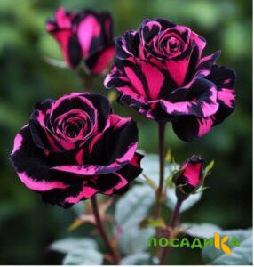 Роза Багровый Шепот купить по цене от 366р. в интернет-магазине «Посадика» с доставкой почтой в в Вереяе и по всей России – [изображение №1].