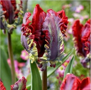 Тюльпан Рококо купить по цене от 350р. в интернет-магазине «Посадика» с доставкой почтой в в Вереяе и по всей России – [изображение №1].