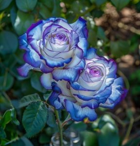 Роза Пэтолз Хоуп купить по цене от 333р. в интернет-магазине «Посадика» с доставкой почтой в в Вереяе и по всей России – [изображение №1].