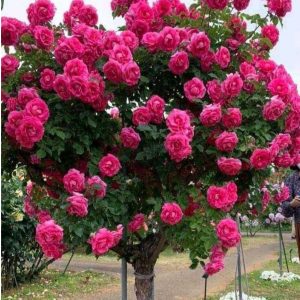 Роза Версаля купить по цене от 232р. в интернет-магазине «Посадика» с доставкой почтой в в Вереяе и по всей России – [изображение №1].