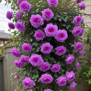 Роза Мистик Уайт купить по цене от 620р. в интернет-магазине «Посадика» с доставкой почтой в в Вереяе и по всей России – [изображение №1].