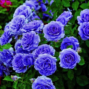 Роза Блю Мун купить по цене от 450р. в интернет-магазине «Посадика» с доставкой почтой в в Вереяе и по всей России – [изображение №1].