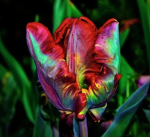 Тюльпан Эирпрайз купить по цене от 270р. в интернет-магазине «Посадика» с доставкой почтой в в Вереяе и по всей России – [изображение №1].