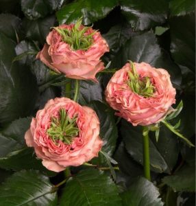 Роза Амбер Инчант купить по цене от 495р. в интернет-магазине «Посадика» с доставкой почтой в в Вереяе и по всей России – [изображение №1].