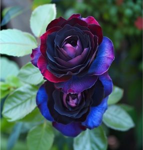 Роза Скарлет Рэвери купить по цене от 489р. в интернет-магазине «Посадика» с доставкой почтой в в Вереяе и по всей России – [изображение №1].