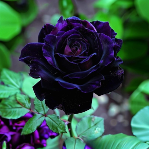 Роза Блэк Пантер купить по цене от 319р. в интернет-магазине «Посадика» с доставкой почтой в в Вереяе и по всей России – [изображение №1].