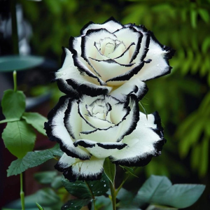 Роза Силк Ивин купить по цене от 319р. в интернет-магазине «Посадика» с доставкой почтой в в Вереяе и по всей России – [изображение №1].