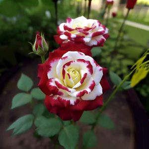 Роза Роял Глом купить по цене от 401р. в интернет-магазине «Посадика» с доставкой почтой в в Вереяе и по всей России – [изображение №1].