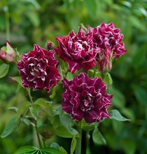 Роза Опаловый Пейзаж купить по цене от 490р. в интернет-магазине «Посадика» с доставкой почтой в в Вереяе и по всей России – [изображение №1].