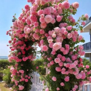 Роза Пастель Розе купить по цене от 605р. в интернет-магазине «Посадика» с доставкой почтой в в Вереяе и по всей России – [изображение №1].