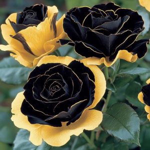 Роза Ханни Сикл купить по цене от 700р. в интернет-магазине «Посадика» с доставкой почтой в в Вереяе и по всей России – [изображение №1].