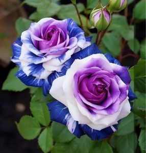 Роза Айвори Каскад купить по цене от 420р. в интернет-магазине «Посадика» с доставкой почтой в в Вереяе и по всей России – [изображение №1].