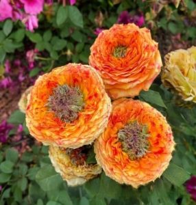 Роза Золотой Мираж купить по цене от 420р. в интернет-магазине «Посадика» с доставкой почтой в в Вереяе и по всей России – [изображение №1].