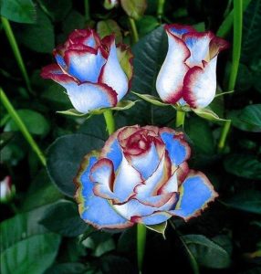 Роза Сафайер Пэтл купить по цене от 450р. в интернет-магазине «Посадика» с доставкой почтой в в Вереяе и по всей России – [изображение №1].