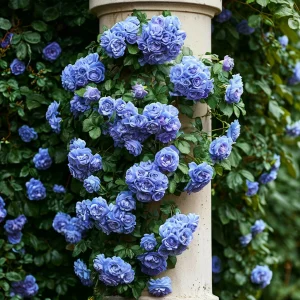 Роза плетистая Блю Перпл купить по цене от 540р. в интернет-магазине «Посадика» с доставкой почтой в в Вереяе и по всей России – [изображение №1].